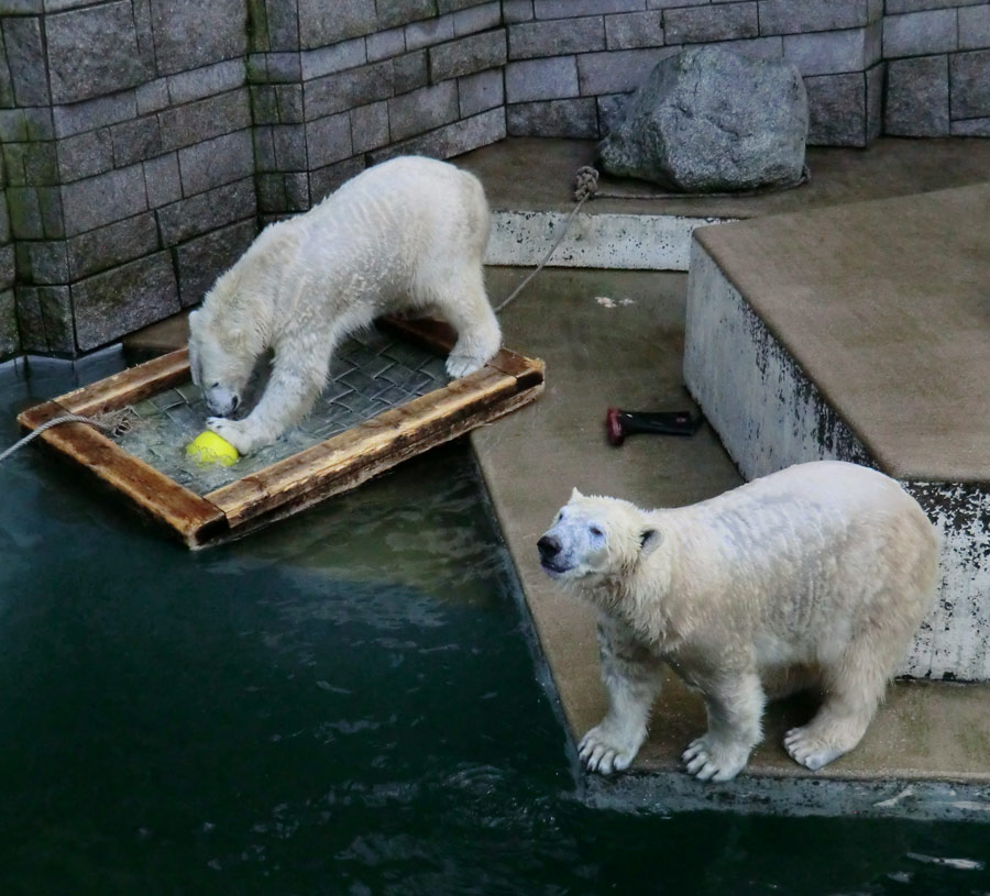 Eisbär LUKA und Eisbärin ANORI im Wuppertaler Zoo am 5. Januar 2014