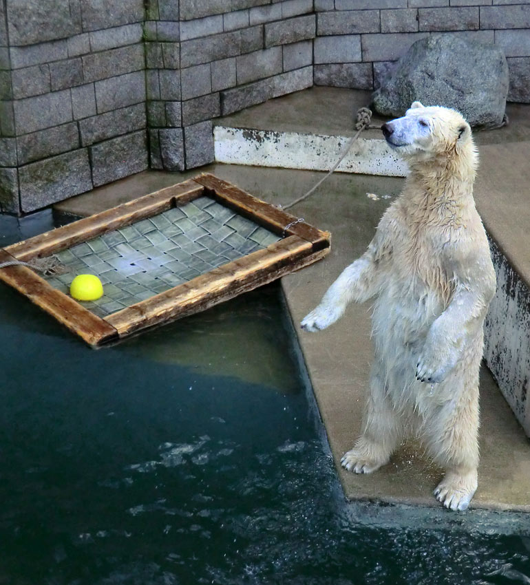 Eisbärin ANORI im Zoo Wuppertal am 5. Januar 2014