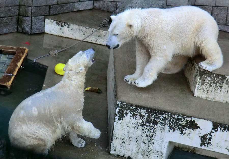 Eisbärin ANORI und Eisbär LUKA im Zoologischen Garten Wuppertal am 5. Januar 2014