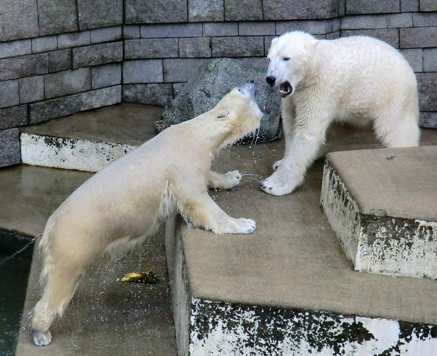 Eisbärin ANORI und Eisbär LUKA im Wuppertaler Zoo am 5. Januar 2014