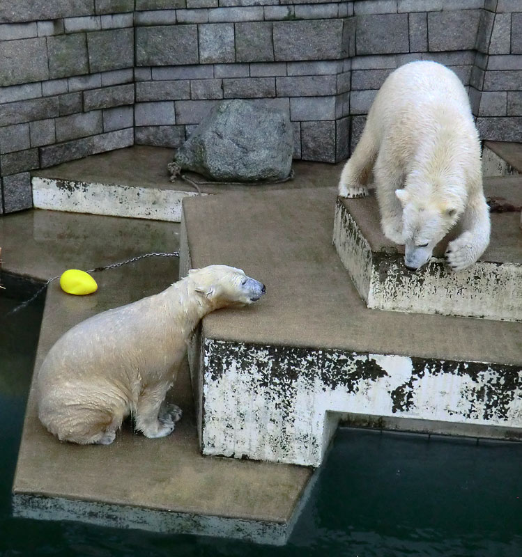 Eisbärin ANORI und Eisbär LUKA im Zoo Wuppertal am 5. Januar 2014