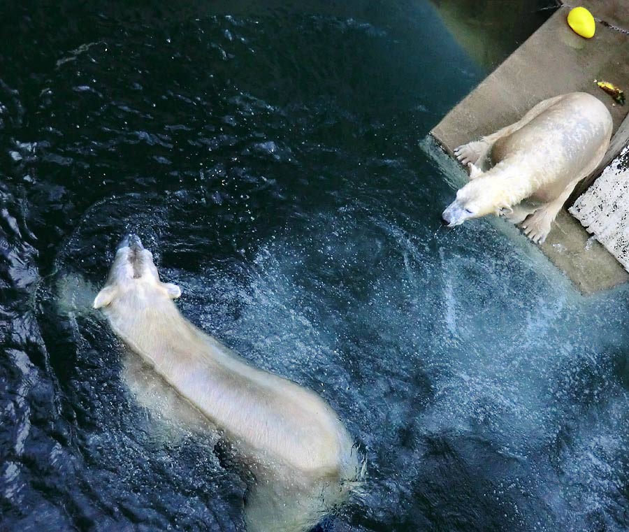 Eisbär LUKA und Eisbärin ANORI im Zoologischen Garten Wuppertal am 5. Januar 2014