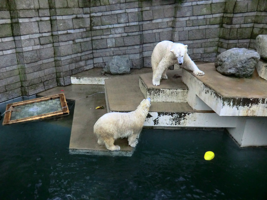 Eisbärin ANORI und Eisbär LUKA im Zoo Wuppertal am 5. Januar 2014