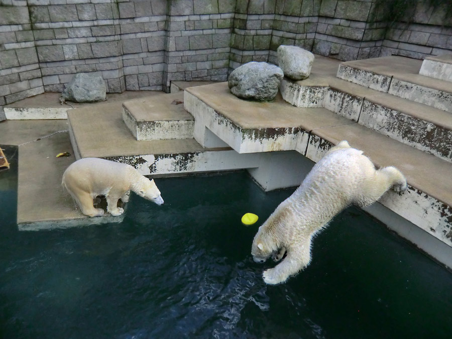 Eisbärin ANORI und Eisbär LUKA im Zoologischen Garten Wuppertal am 5. Januar 2014