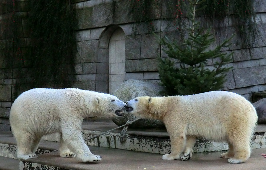 Eisbär LUKA und Eisbärin ANORI im Zoo Wuppertal am 5. Januar 2014
