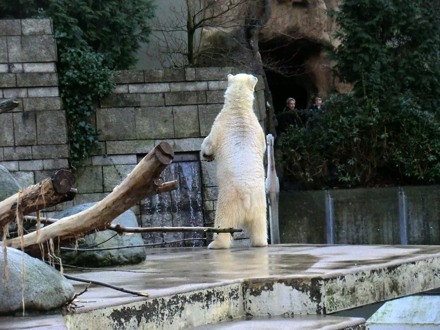 Eisbärin ANORI im Zoologischen Garten Wuppertal am 5. Januar 2014