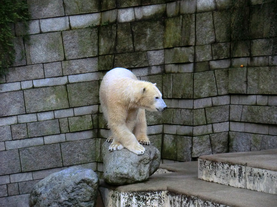 Eisbärin ANORI im Zoo Wuppertal am 5. Januar 2014