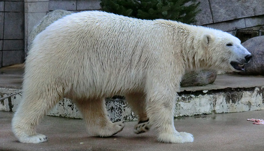 Eisbär LUKA im Zoologischen Garten Wuppertal am 5. Januar 2014