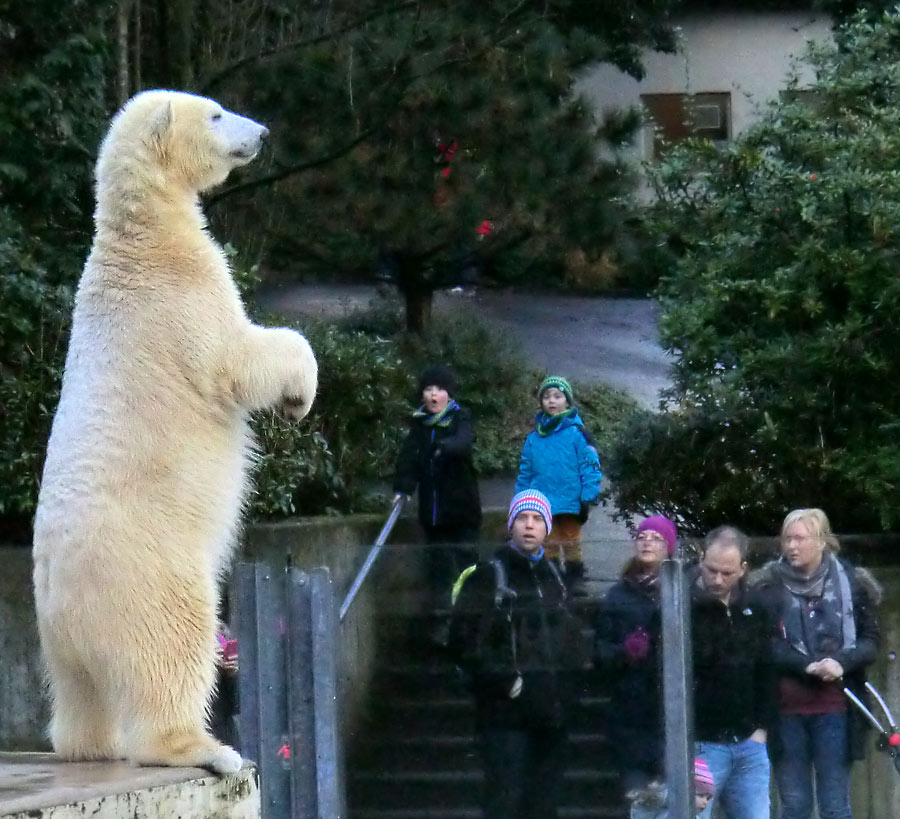 Eisbärin ANORI im Wuppertaler Zoo am 5. Januar 2014