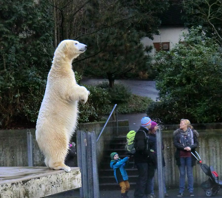 Eisbärin ANORI im Zoo Wuppertal am 5. Januar 2014