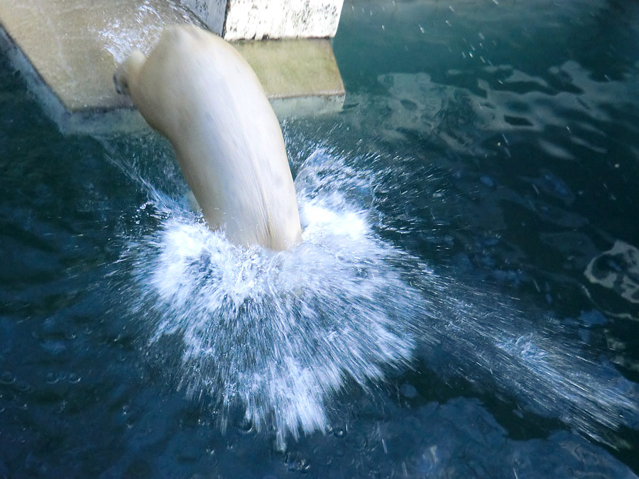 Eisbärin ANORI im Zoo Wuppertal am 5. Januar 2014