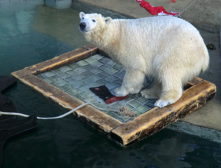 Eisbärin ANORI im Zoologischen Garten Wuppertal am 5. Januar 2014