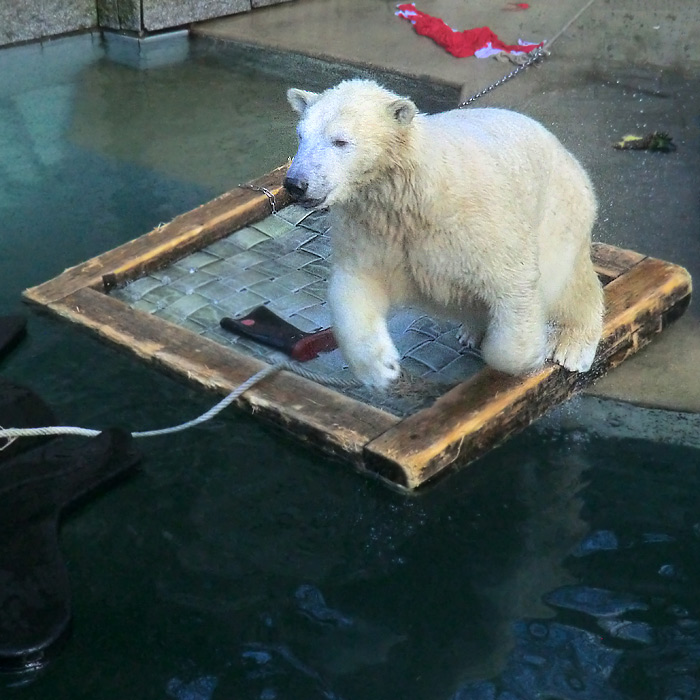 Eisbärin ANORI am 5. Januar 2014 im Wuppertaler Zoo