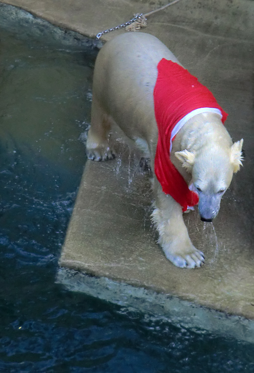 Eisbärin ANORI im Zoologischen Garten Wuppertal am 5. Januar 2014