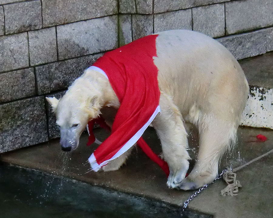 Eisbärin ANORI im Wuppertaler Zoo am 5. Januar 2014