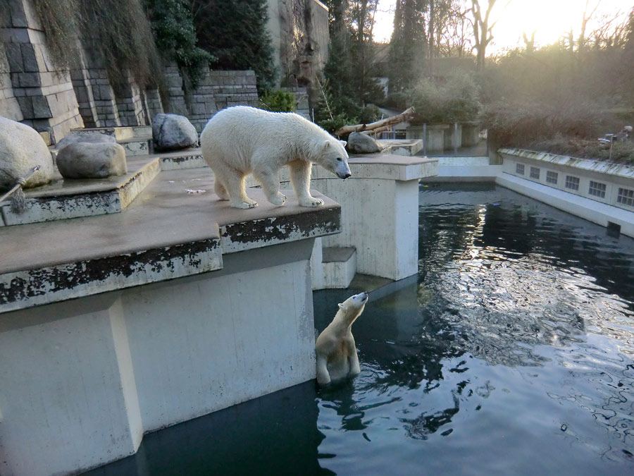 Eisbär LUKA und Eisbärin ANORI im Zoologischen Garten Wuppertal am 5. Januar 2014