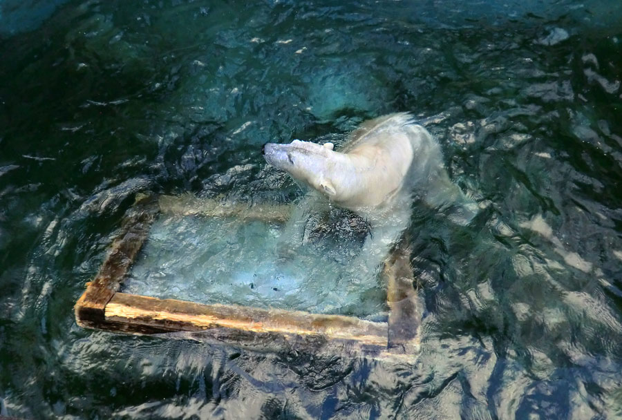 Eisbär LUKA im Zoo Wuppertal am 10. Januar 2014