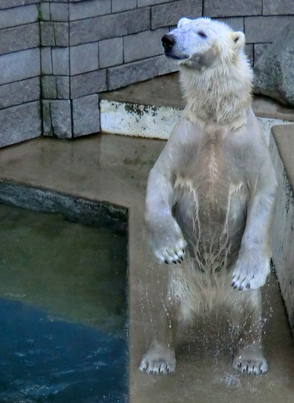 Eisbär LUKA im Zoo Wuppertal am 10. Januar 2014
