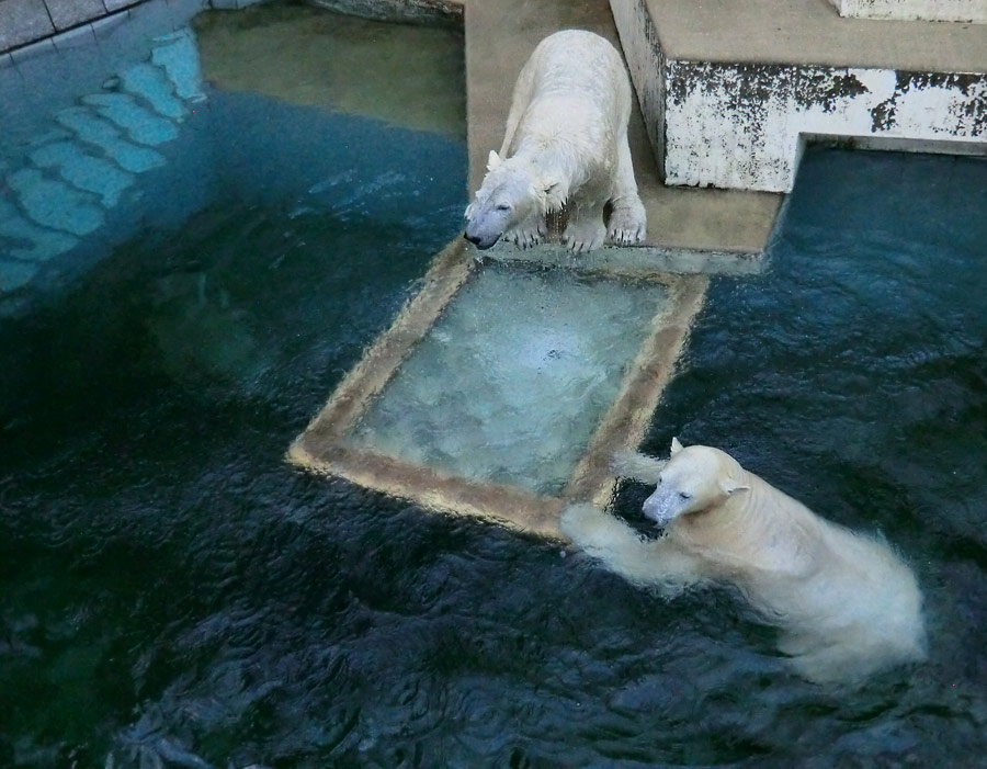 Eisbär LUKA und Eisbärin ANORI im Zoologischen Garten Wuppertal am 10. Januar 2014