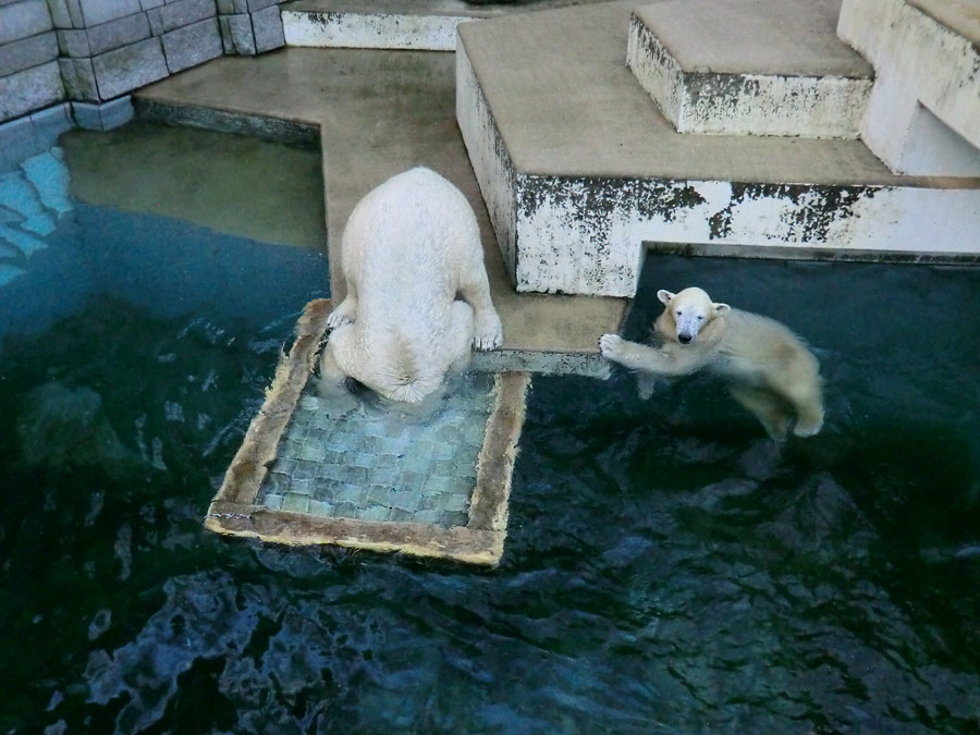 Eisbär LUKA und Eisbärin ANORI im Wuppertaler Zoo am 10. Januar 2014