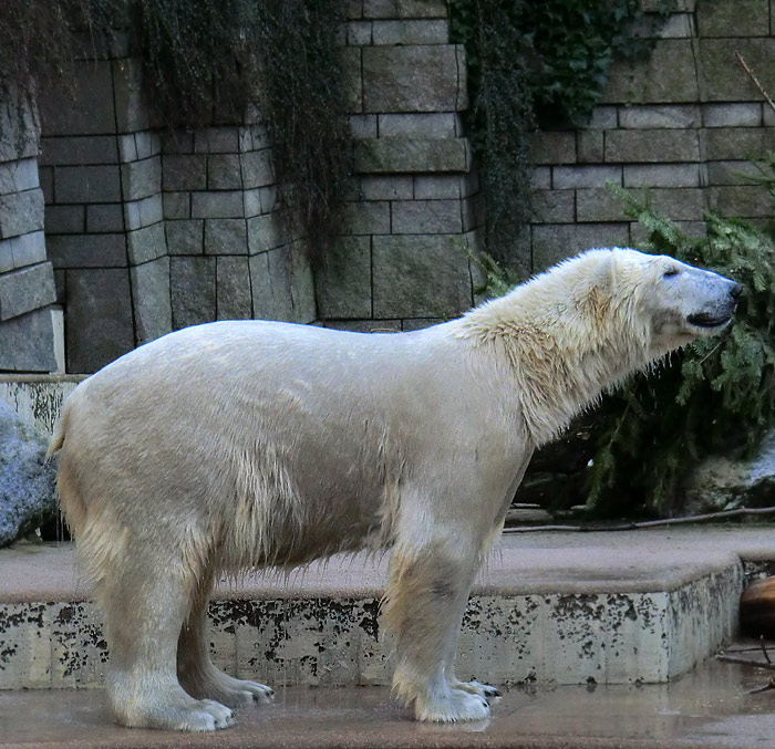 Eisbär LUKA am 10. Januar 2014 im Wuppertaler Zoo