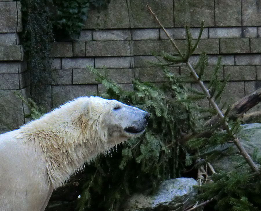 "Löwenbär" LUKA im Wuppertaler Zoo am 10. Januar 2014