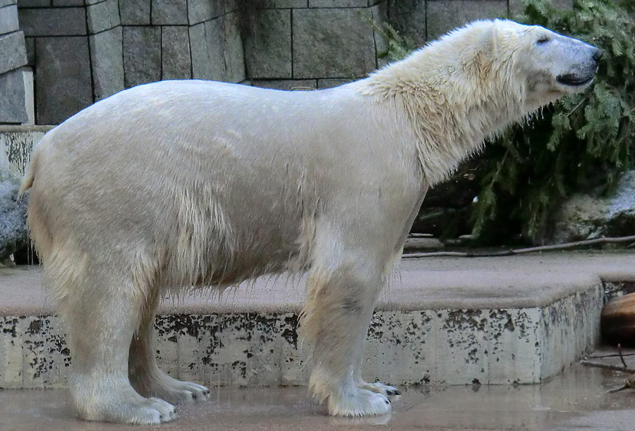 "Löwenbär" LUKA im Zoologischen Garten Wuppertal am 10. Januar 2014