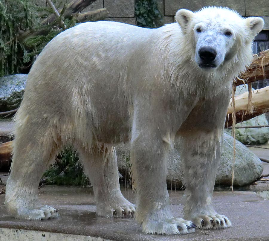 "Löwenbär" LUKA im Zoo Wuppertal am 10. Januar 2014