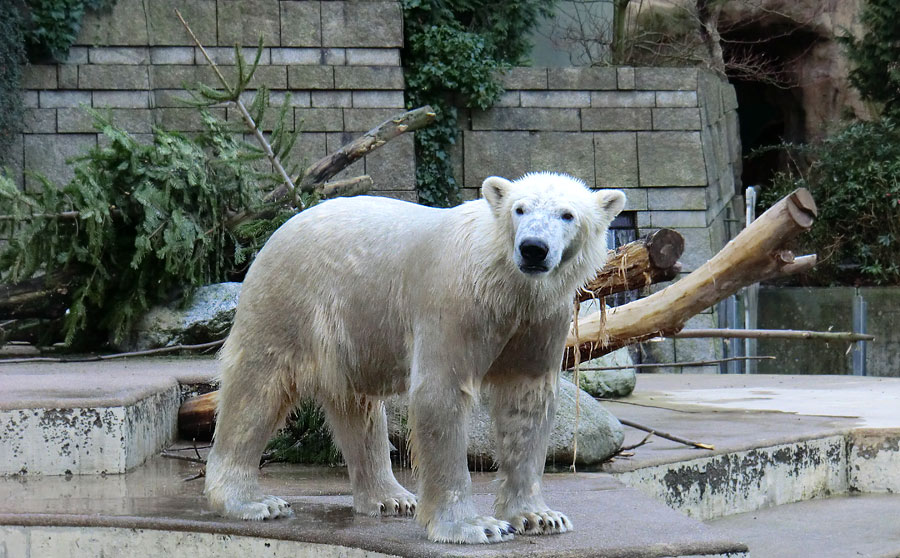 "Löwenbär" LUKA im Zoologischen Garten Wuppertal am 10. Januar 2014