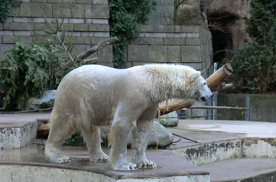 Eisbär LUKA im Wuppertaler Zoo am 10. Januar 2014