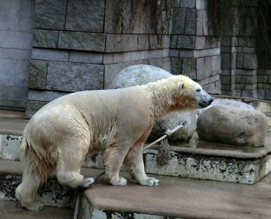 Eisbärin ANORI im Zoologischen Garten Wuppertal am 10. Januar 2014