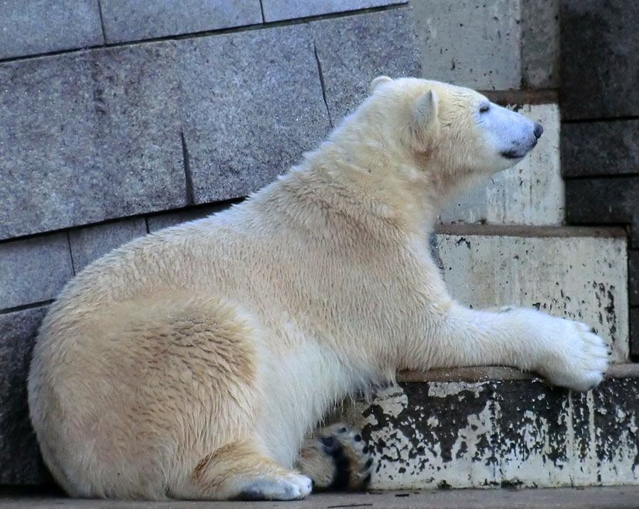 Eisbärin ANORI im Zoologischen Garten Wuppertal am 18. Januar 2014