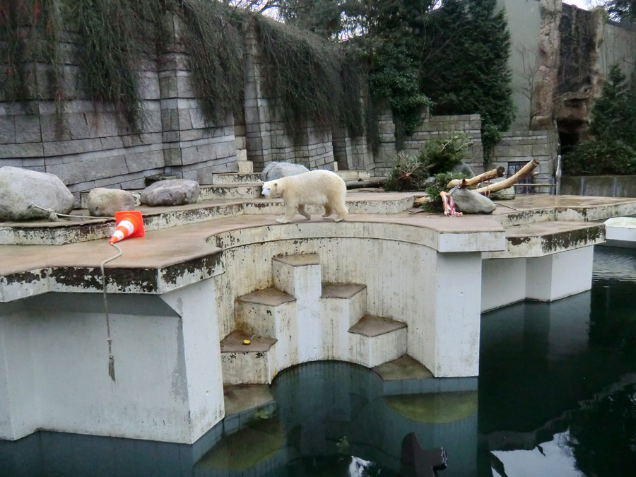 Eisbärin ANORI im Zoo Wuppertal am 19. Januar 2014