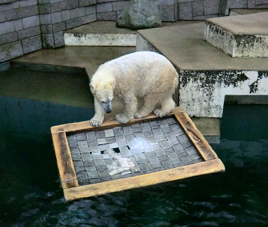 Eisbärin ANORI im Zoologischen Garten Wuppertal am 25. Januar 2014