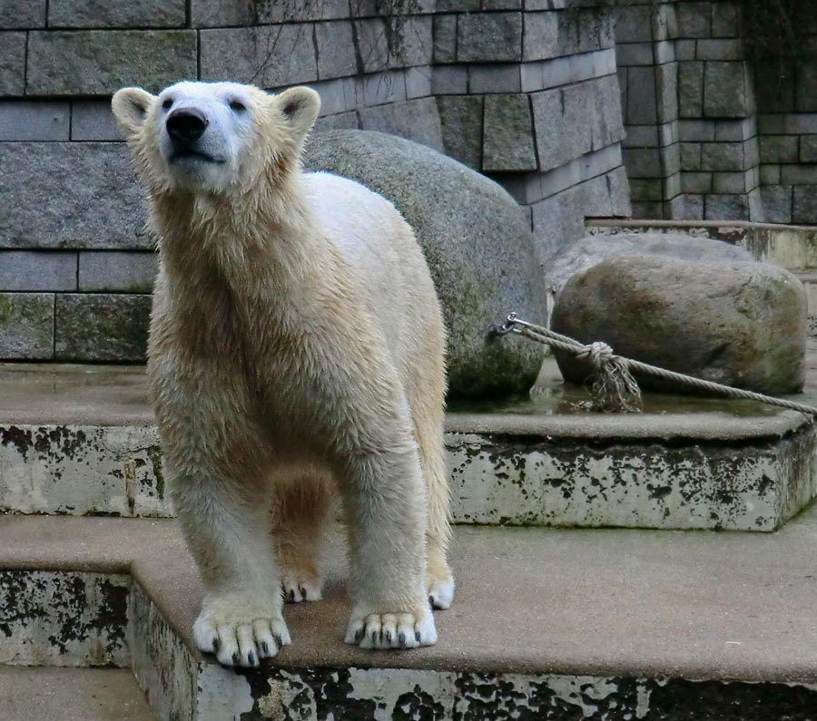 Eisbärin ANORI im Wuppertaler Zoo am 25. Januar 2014