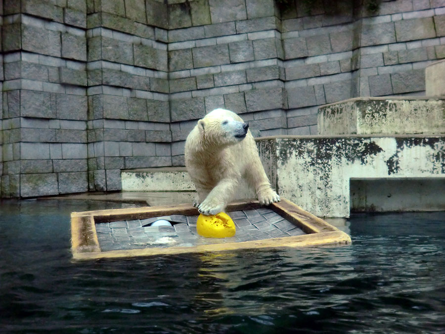 Eisbärin ANORI im Zoo Wuppertal am 25. Januar 2014