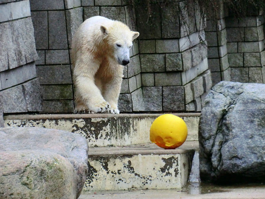 Eisbärin ANORI im Wuppertaler Zoo am 25. Januar 2014