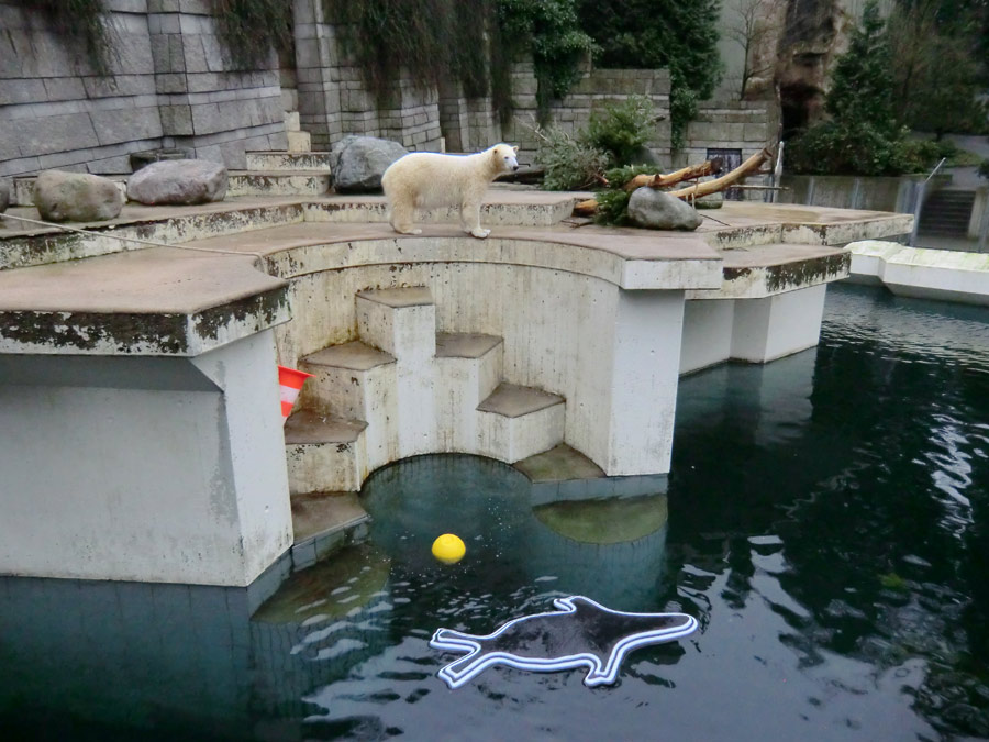 Eisbärin ANORI im Zoo Wuppertal am 25. Januar 2014