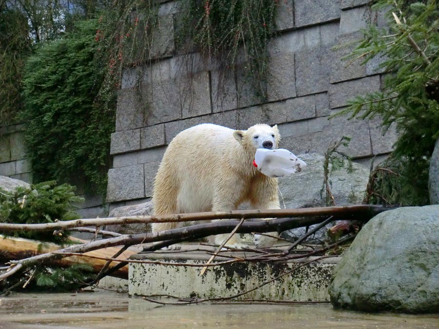 Eisbärin ANORI im Zoologischen Garten Wuppertal am 25. Januar 2014