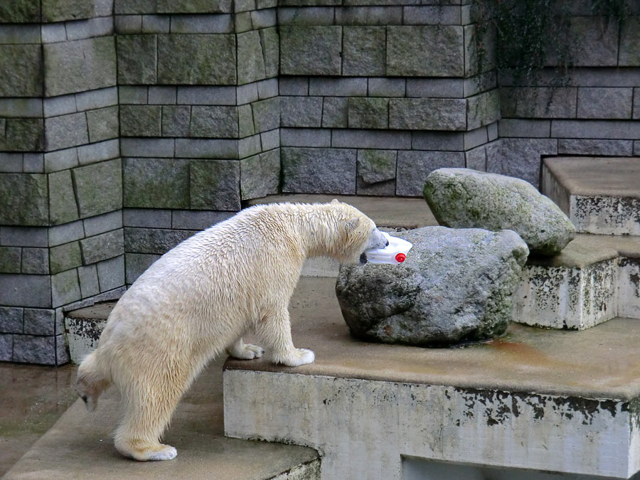 Eisbärin ANORI im Wuppertaler Zoo am 25. Januar 2014