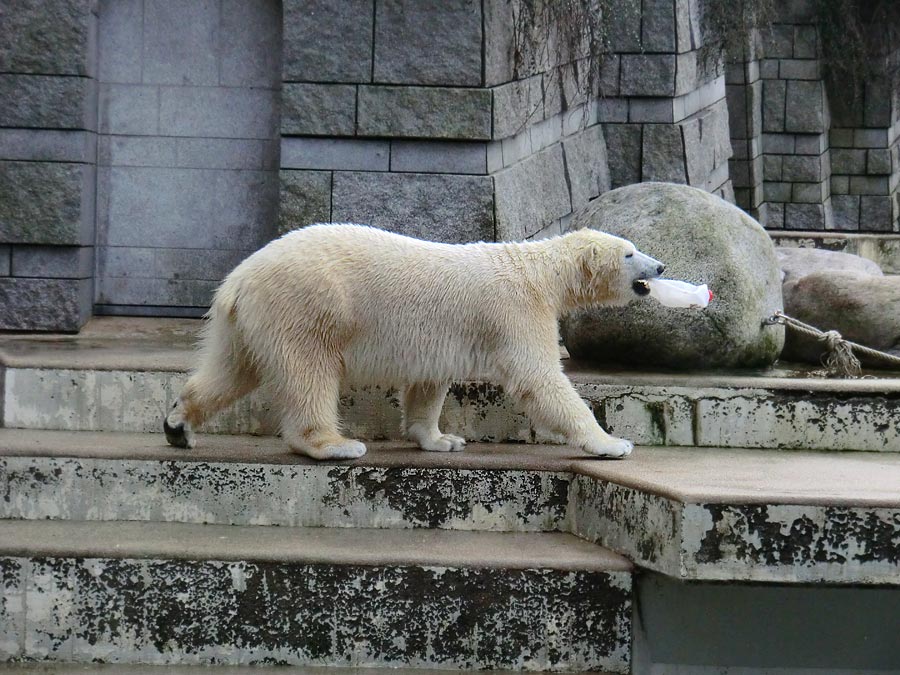 Eisbärin ANORI im Zoo Wuppertal am 25. Januar 2014