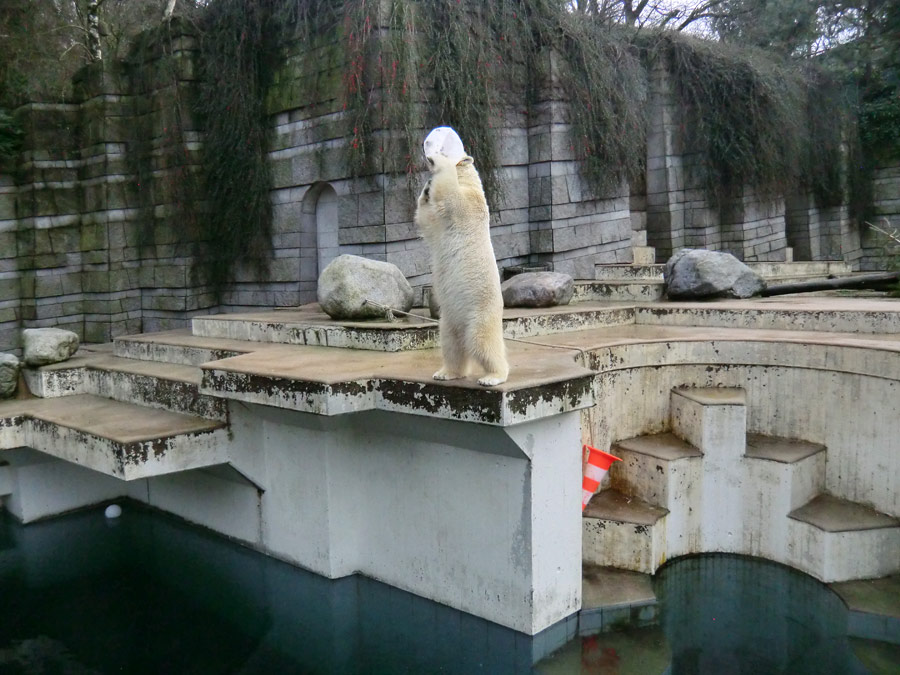 Eisbärin ANORI im Zoologischen Garten Wuppertal am 25. Januar 2014