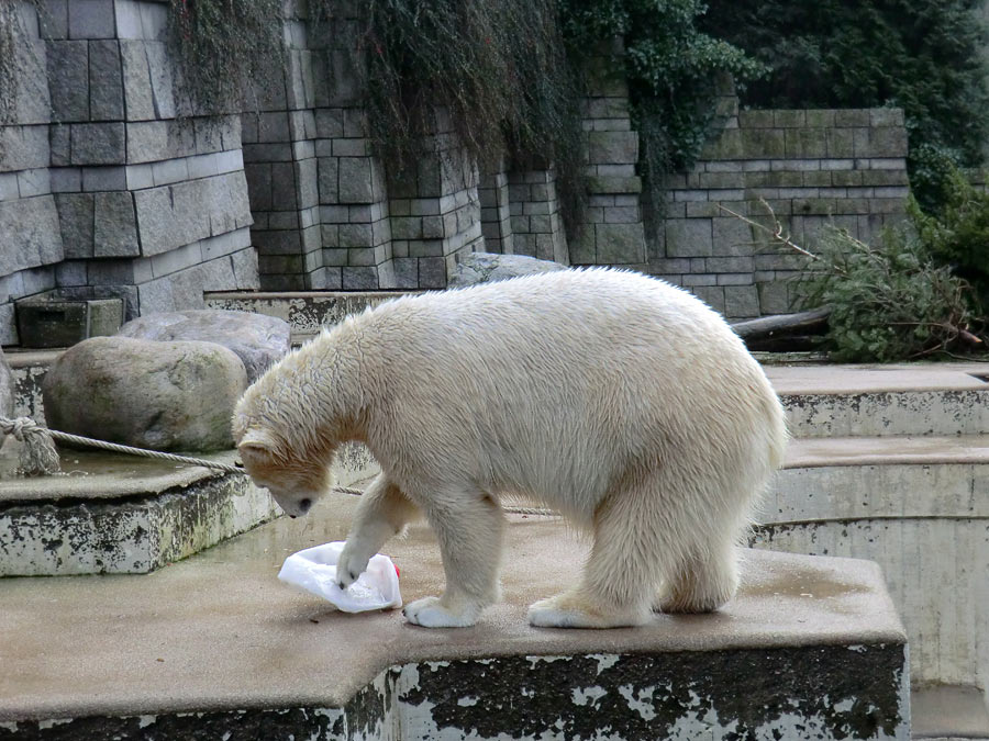 Eisbärin ANORI im Wuppertaler Zoo am 25. Januar 2014