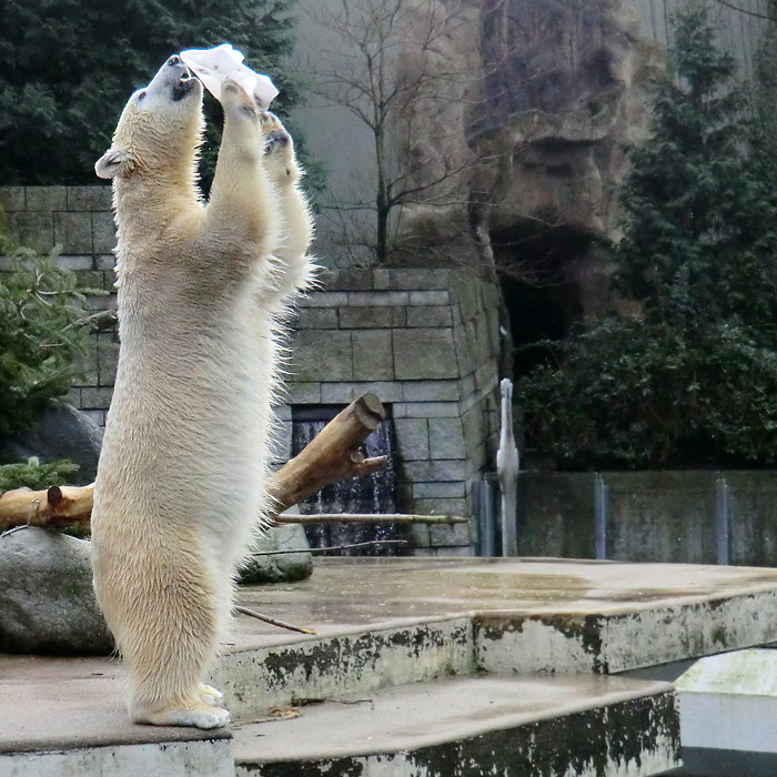 Eisbärin ANORI am 25. Januar 2014 im Wuppertaler Zoo