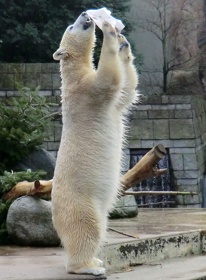 Eisbärin ANORI im Wuppertaler Zoo am 25. Januar 2014