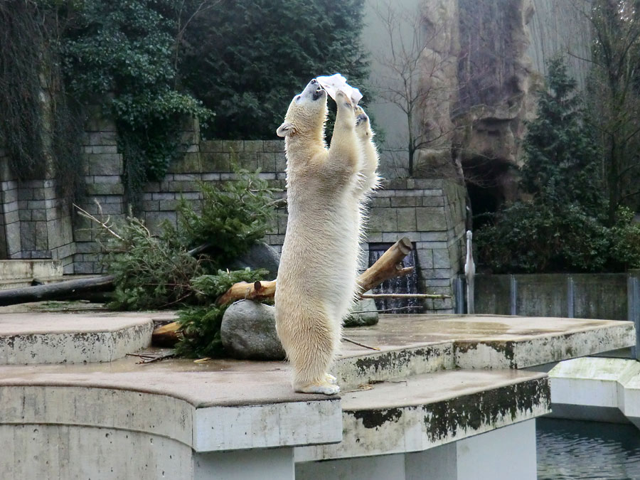 Eisbärin ANORI im Zoologischen Garten Wuppertal am 25. Januar 2014