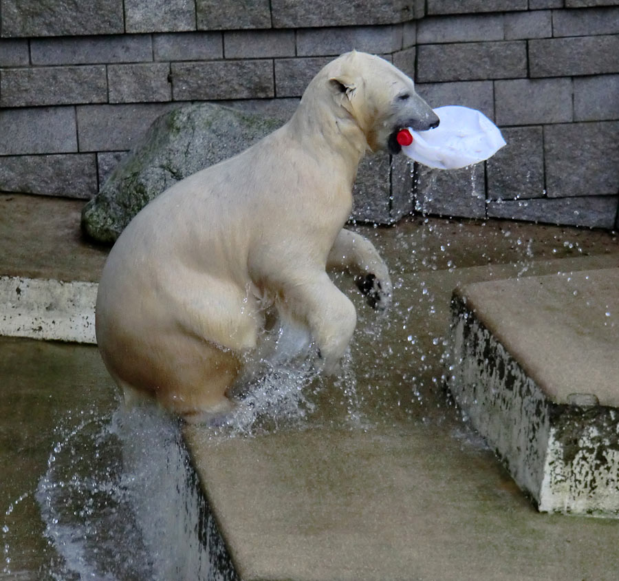 Eisbärin ANORI im Zoologischen Garten Wuppertal am 25. Januar 2014