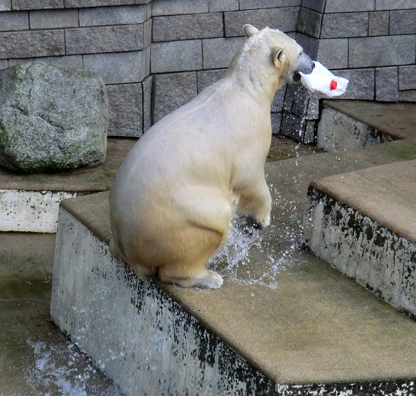 Eisbärin ANORI im Zoologischen Garten Wuppertal am 25. Januar 2014