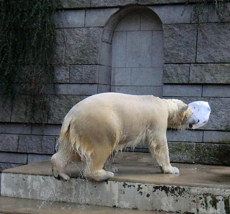 Eisbärin ANORI im Wuppertaler Zoo am 25. Januar 2014