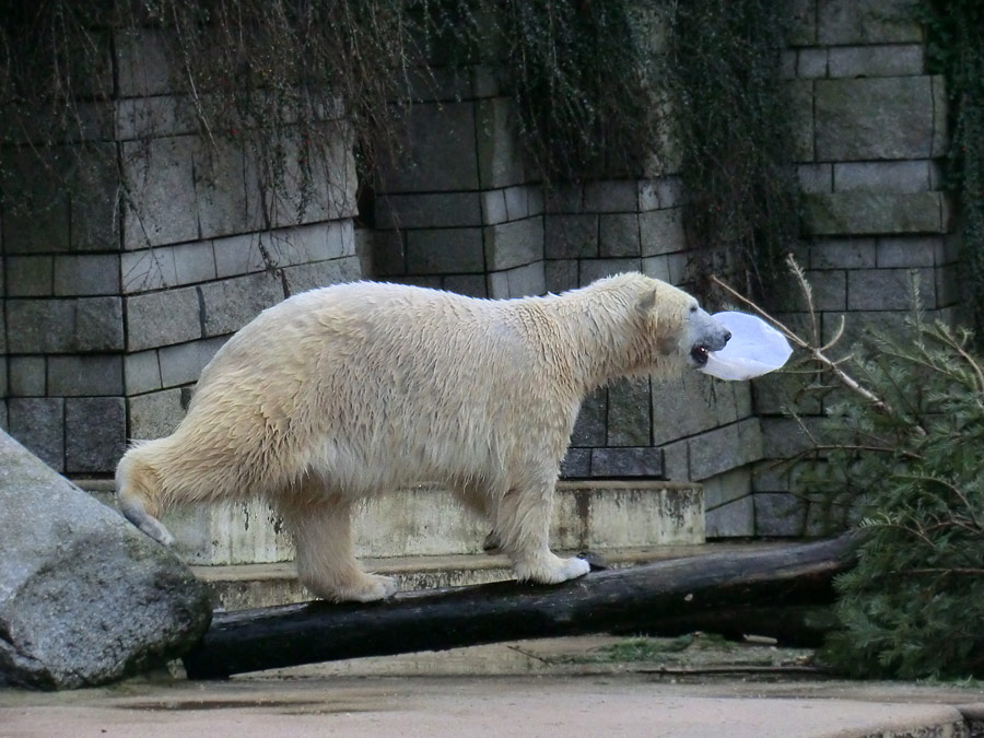 Eisbärin ANORI im Zoo Wuppertal am 25. Januar 2014